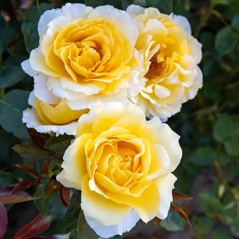 Quest For Zest™ Grandiflora Rose
