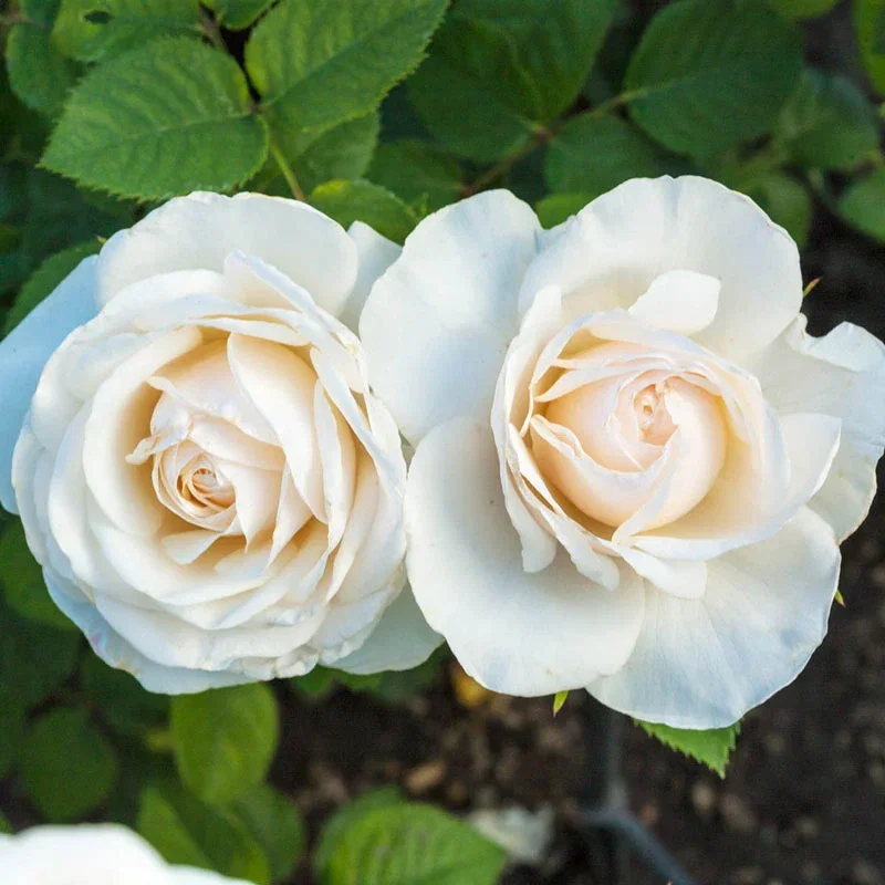 Easy Spirit™ Floribunda Rose
