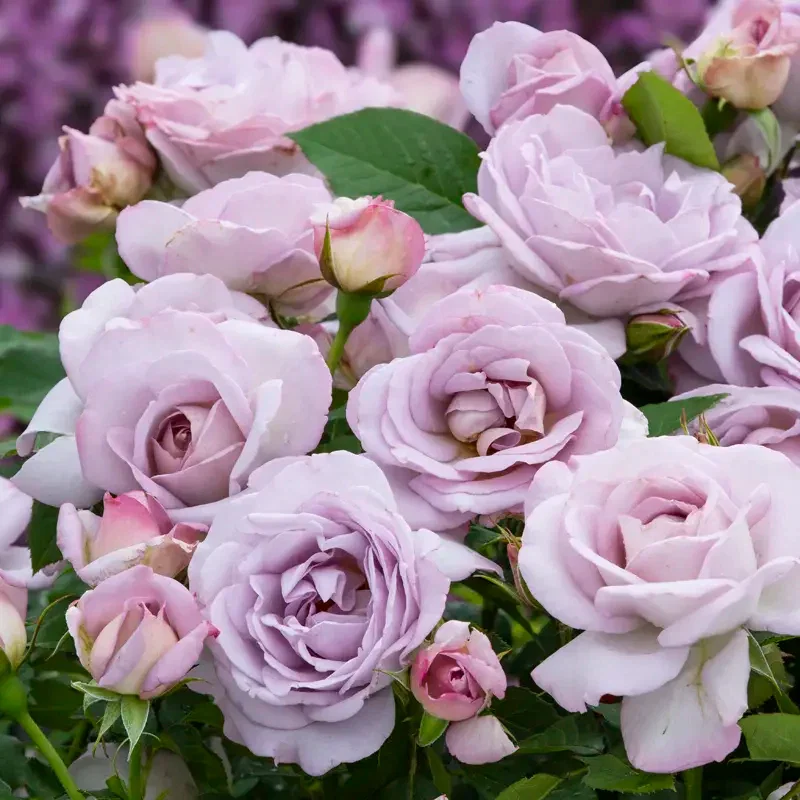 Silver Lining™ Floribunda Rose
