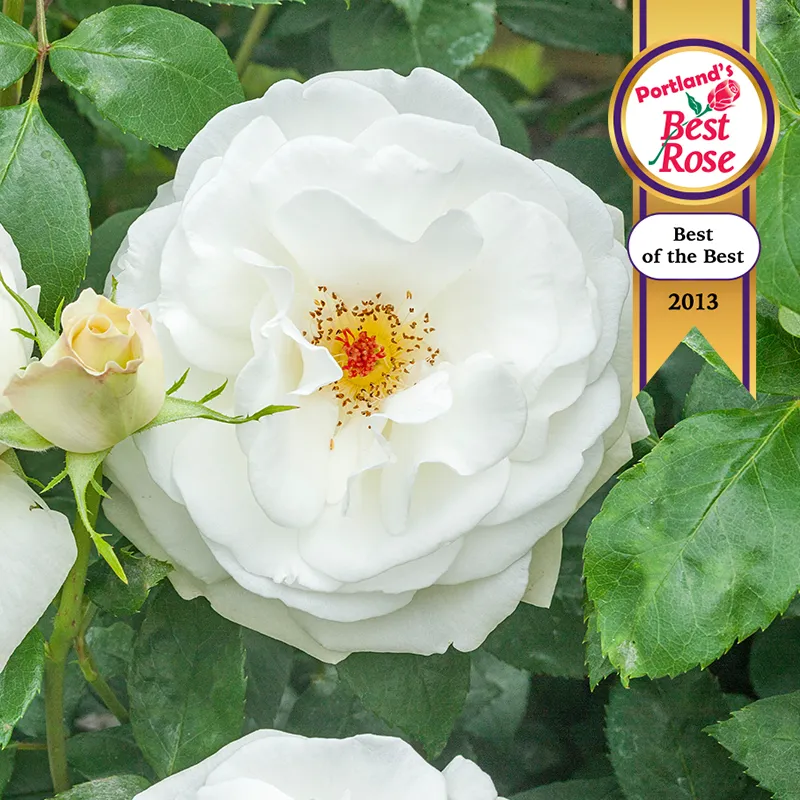 Sugar Moon® Hybrid Tea Rose
            