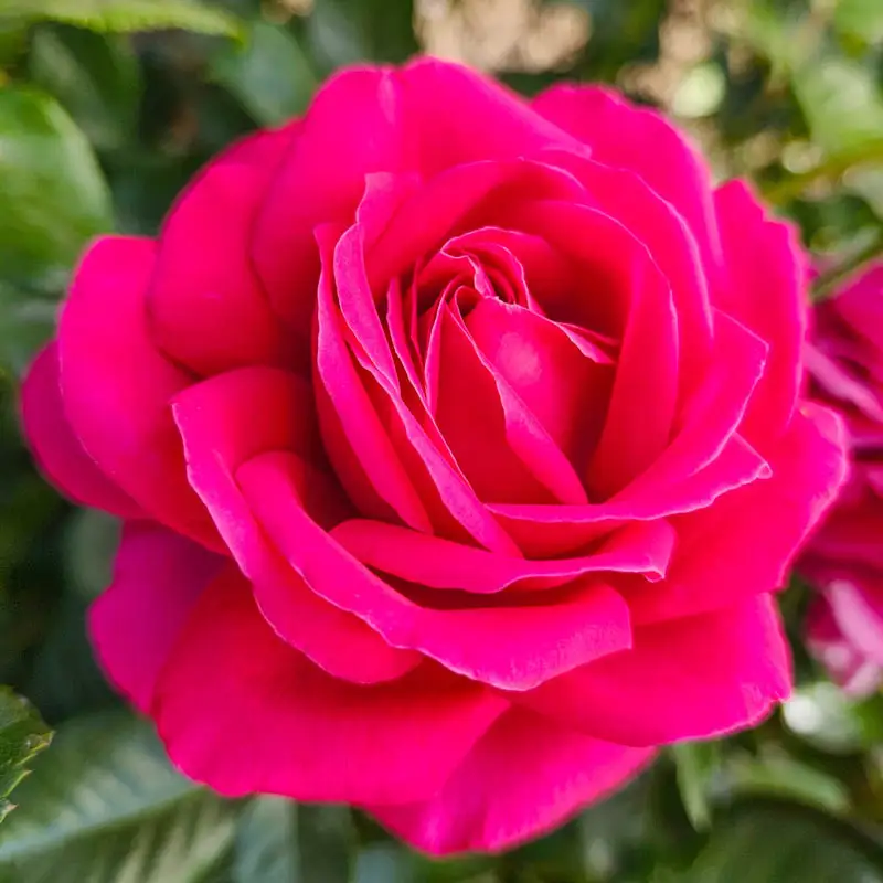 Nothing But Class™ Hybrid Tea Rose
