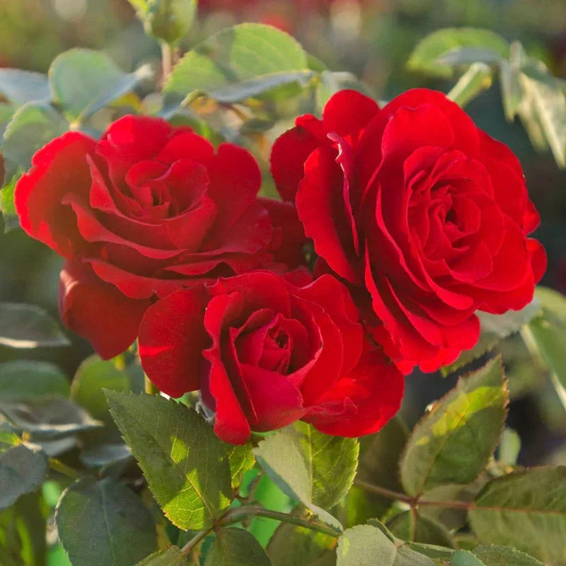 Oh My!® Floribunda Rose
            