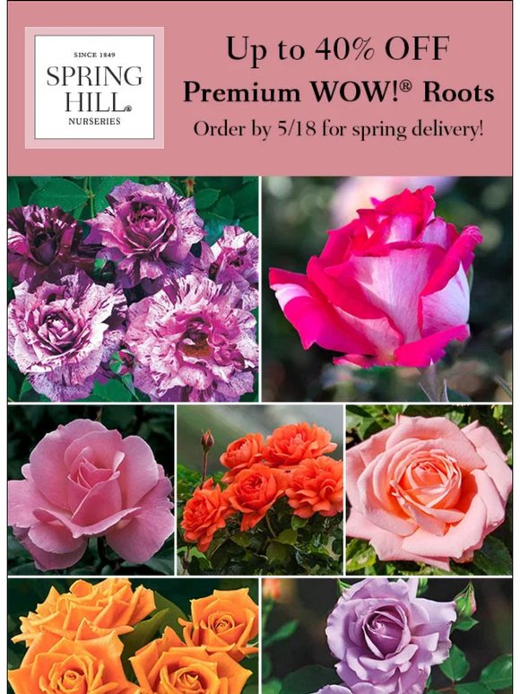 ROSE SALE | Save up to 40% on Premium WOW!® Roots