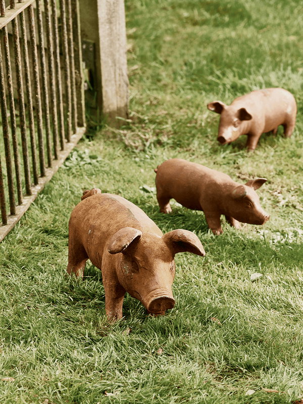 Rusty Pig - Large