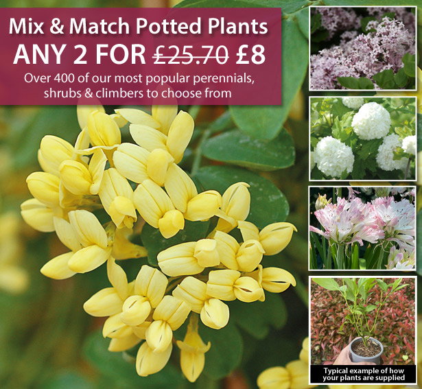 Mix & Match Potted Plants