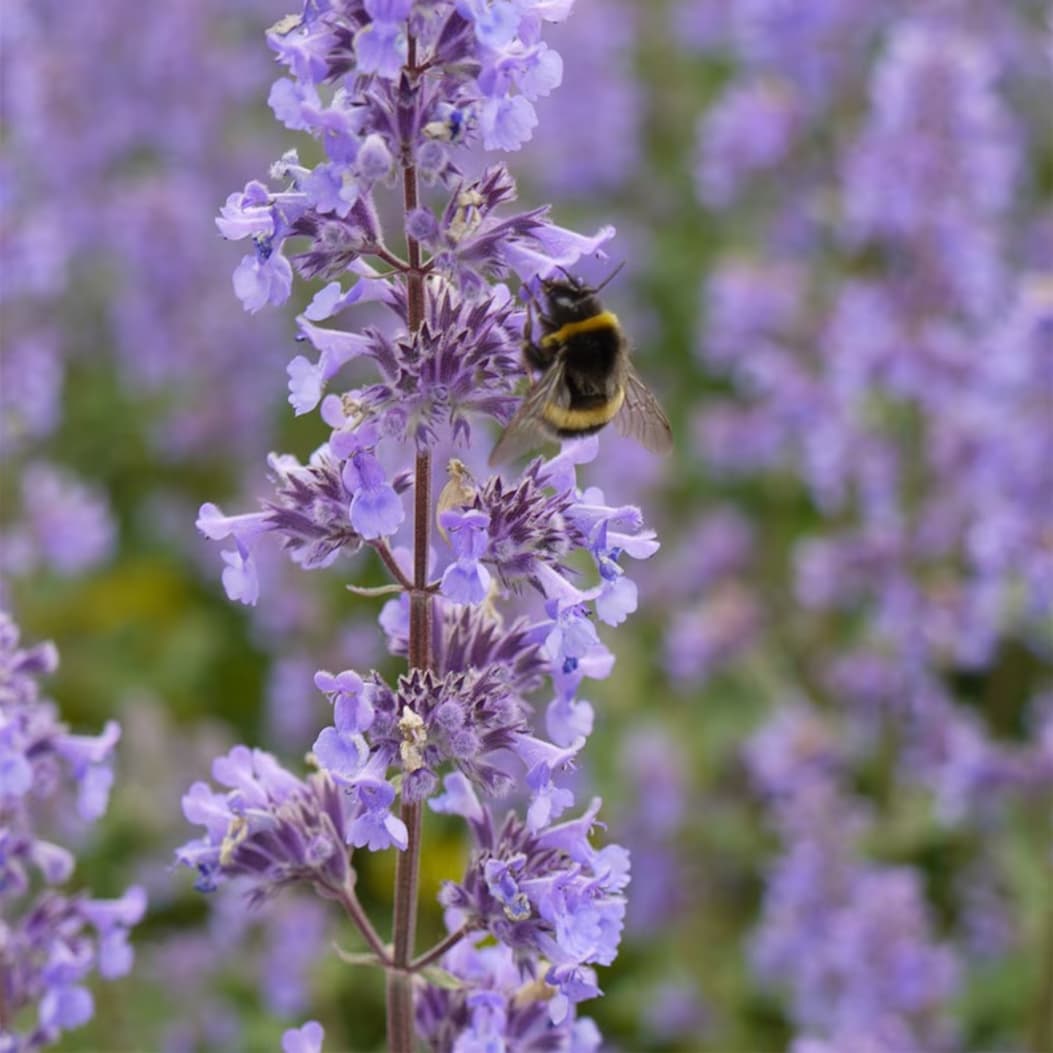 Nepeta grandiflora 'Summer Magic'