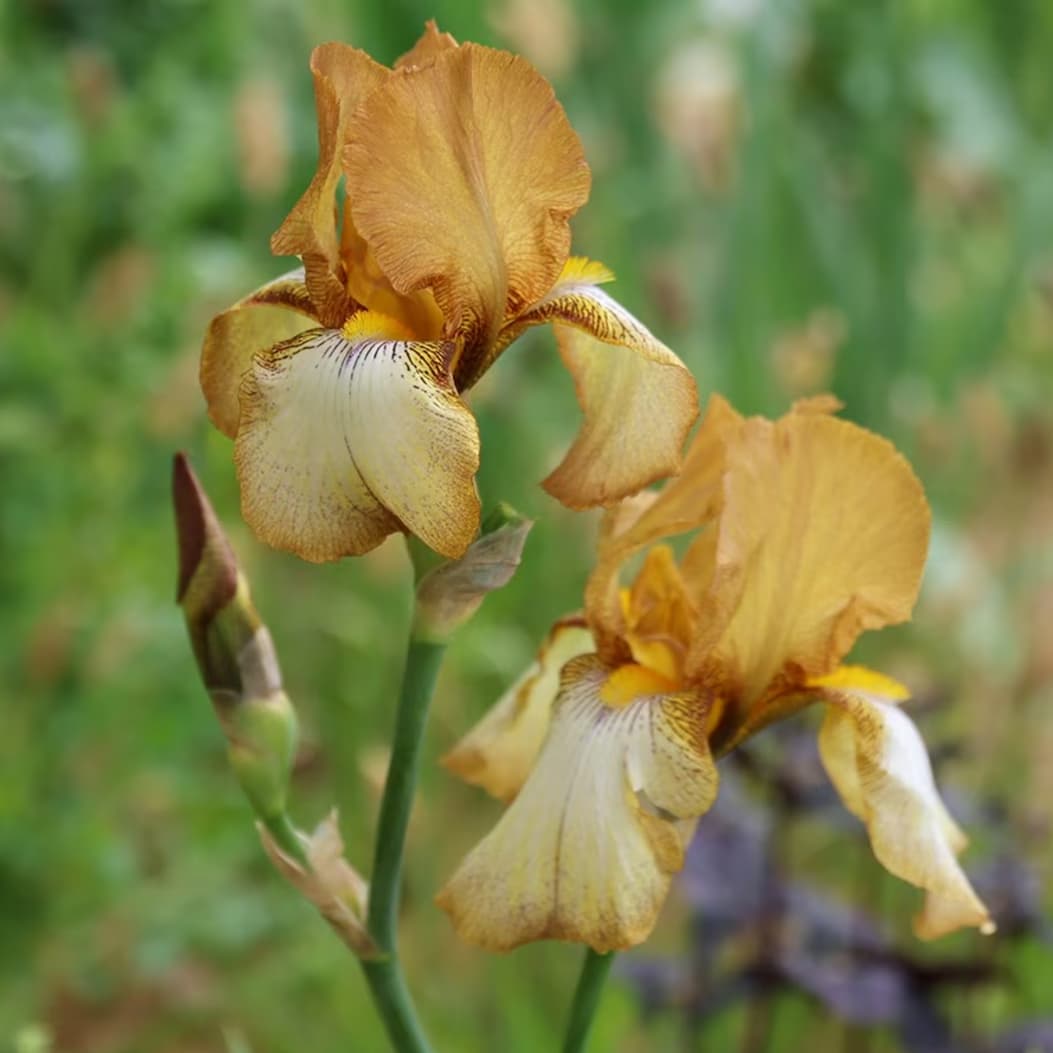 Iris 'Benton Diedre'