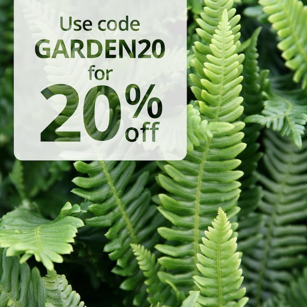 Ferns 