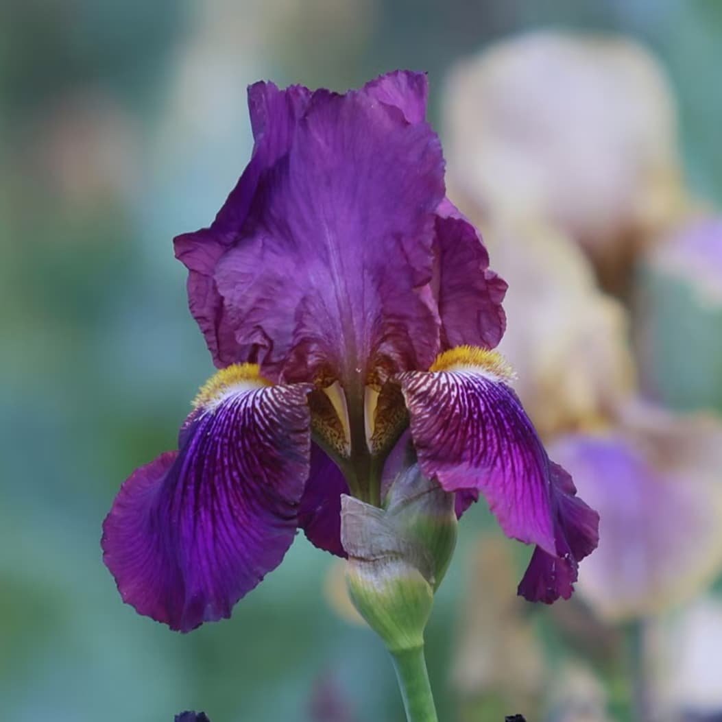 Iris 'Benton Menace'