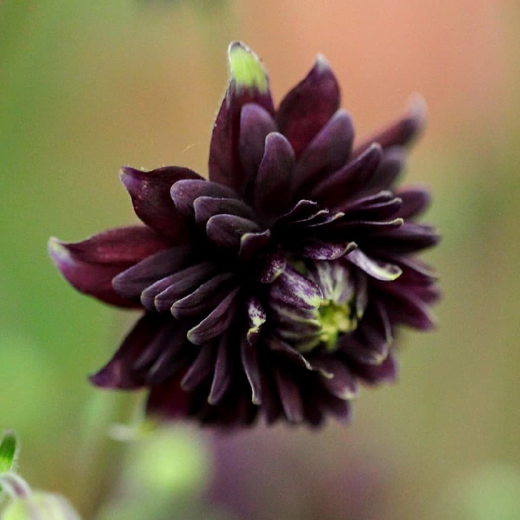 Aquilegia vulgaris var. stellata 'Black Barlow'