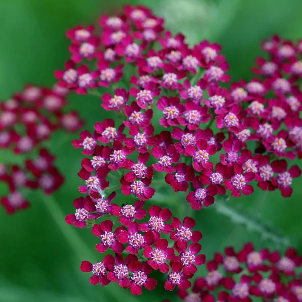 Achillea 'Summerwine'
