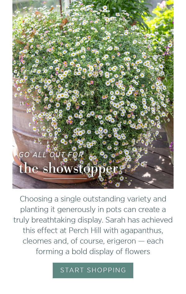 Go all out for the showstopper. Choosing a single outstanding variety and planting it generously in pots can create a truly breathtaking display. Sarah has achieved this effect at Perch Hill with agapanthus, cleomes and, of course, erigeron - each forming a bold display of flowers. 