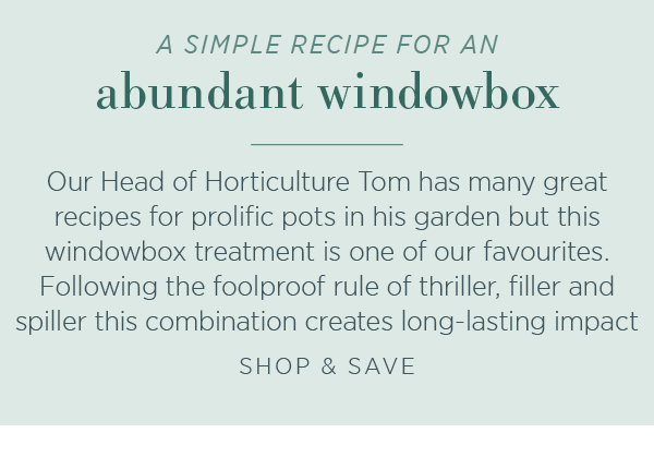 A simple recipe for an abundant windowbox. Our Head of Horticulture Tom has many great recipes for prolific pots in his garden but this windowbox treatment is one of our favourites. Following the foolproof rule of thriller, filler and spiller this combination creates long-lasting impact.