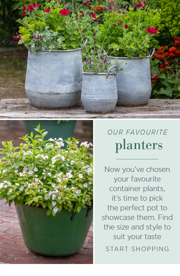 Our favourite planters. Now you've chosen your favourite container plants, it's time to pick the perfect pot to showcase them. Find the size and style to suit your taste. 