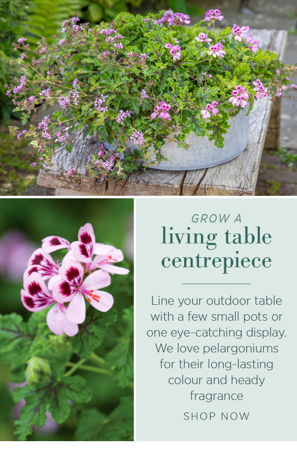 Grow a living table centrepiece. Line your outdoor table with a few small pots or one eye-catching display. We love pelargoniums for their long-lasting colour and heady fragrance. Shop now.