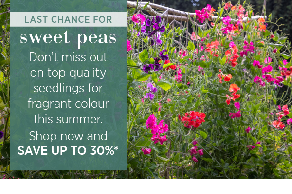 Last chance for sweet peas. Don't miss out on top quality seedlings for fragrant colour this summer. Shop now and save up to 30%