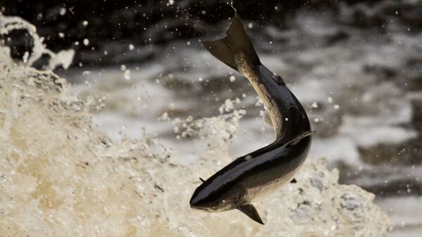 Adult salmon leaping up a waterfall at Shin Falls, Sutherland, Scotland.