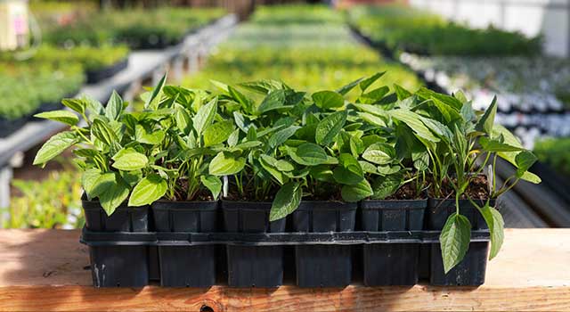Bulk plants