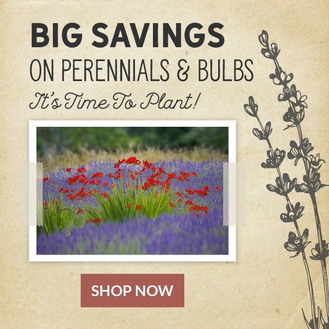 Big Savings On Perennials & Bulbs
