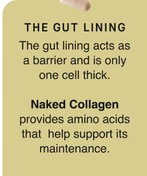 2. The gut lining