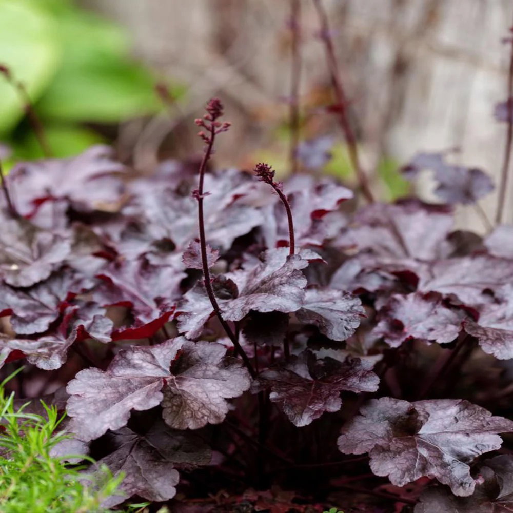 Heuchera 'Palace Purple'