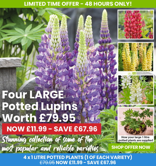 Lupin 'Band of Nobles' Collection