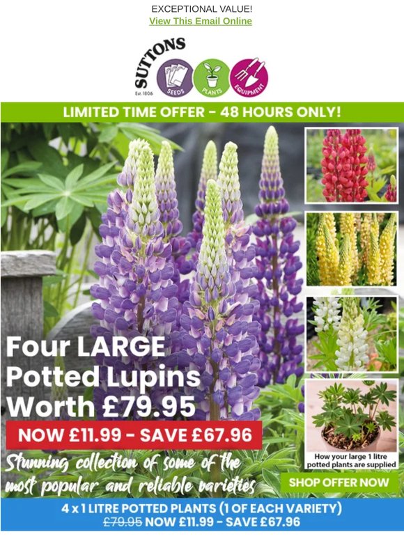 4 LARGE Potted Lupins for £11.99 (was £79.95)
