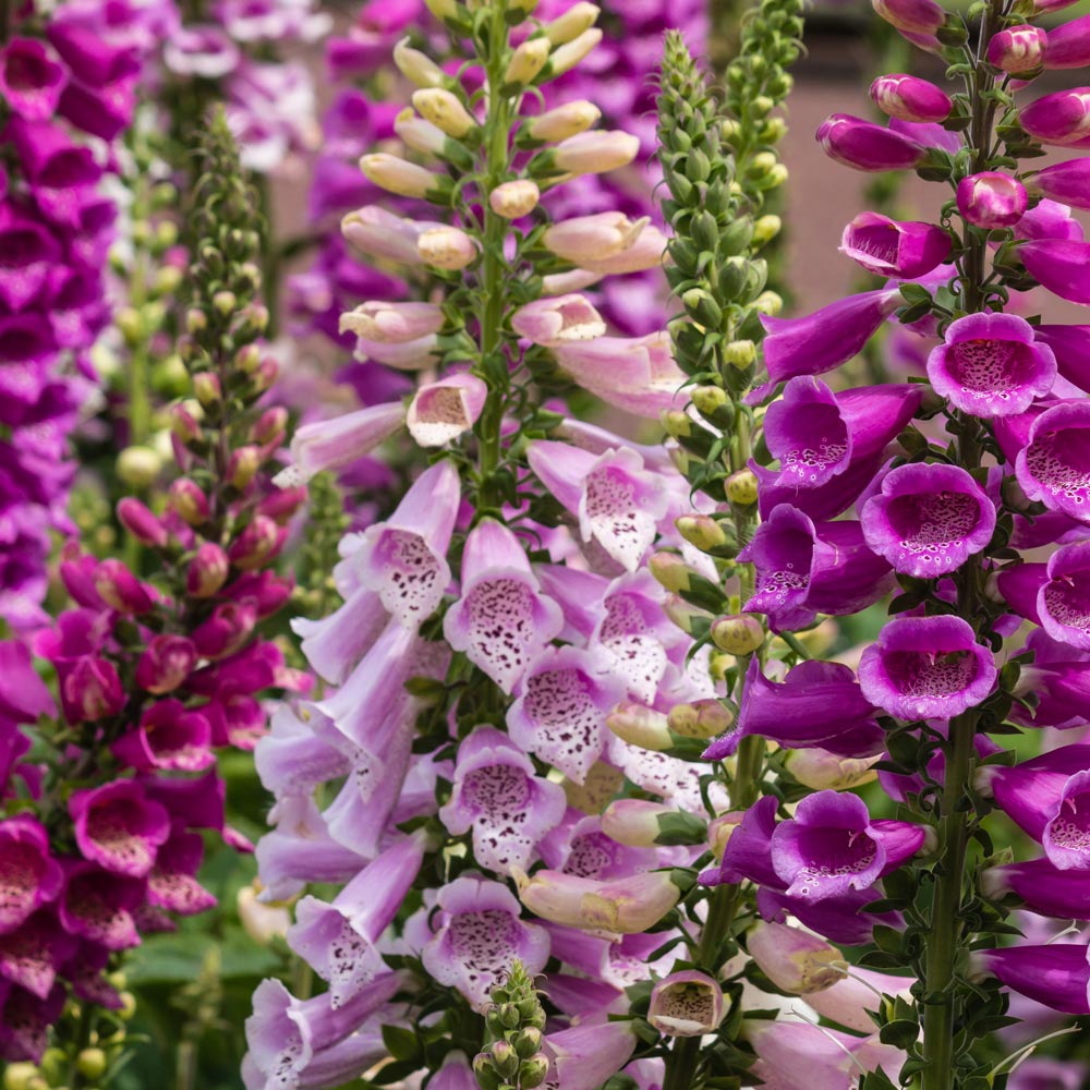 Foxglove 'Dalmatian Mixed'