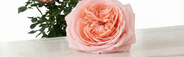 Cut Martha Stewart Hybrid Tea Rose bloom on the table