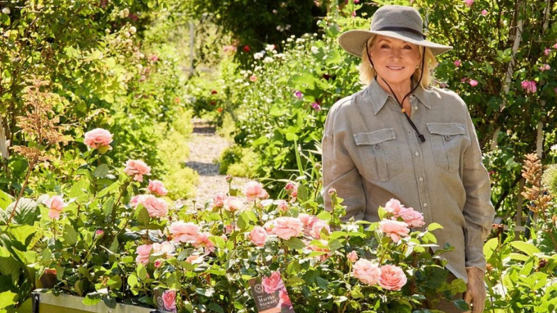 Martha Stewart in her garden with a cart of the Martha Stewart Hybrid Tea Roses in bloom.