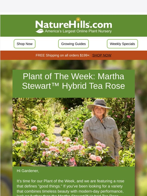 Plant of the Week: The Elegant Martha Stewart™ Hybrid Tea Rose