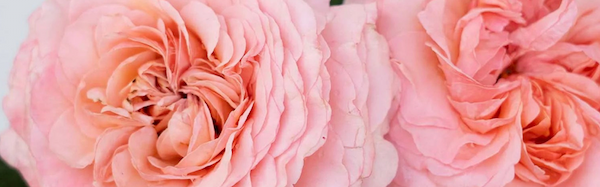 Close up of large blooms of the Martha Stewart Hybrid Tea Rose