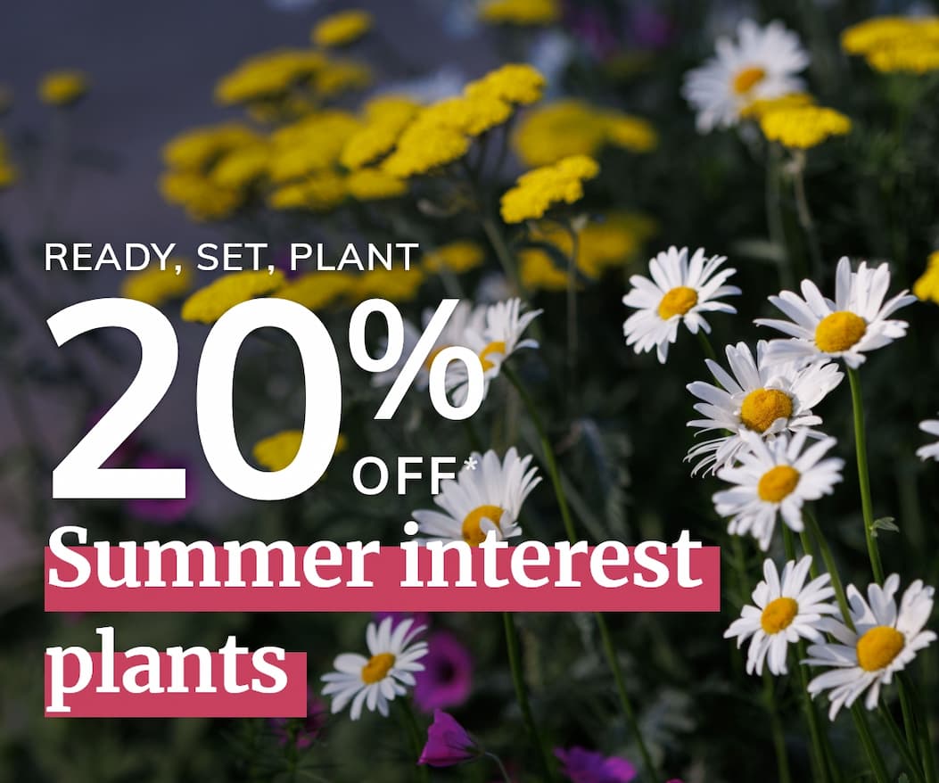 Summer interest plants 