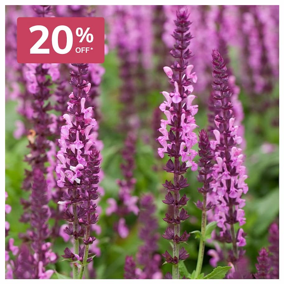 Salvia Nemorosa Sensation Rose