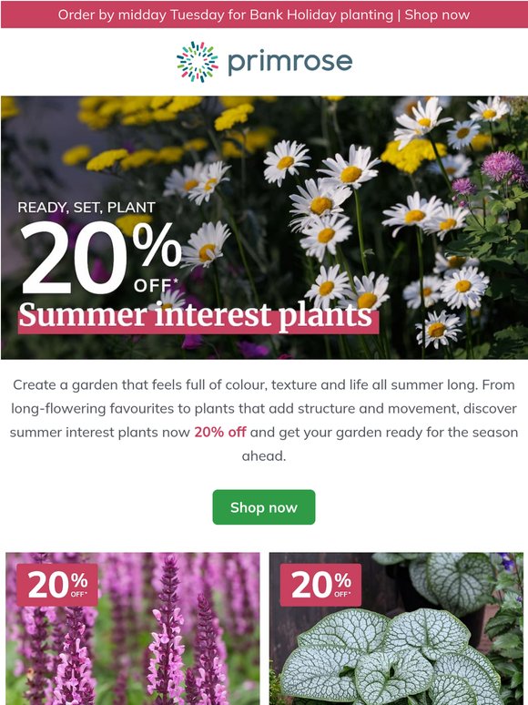 Plant for summer colour 🌸