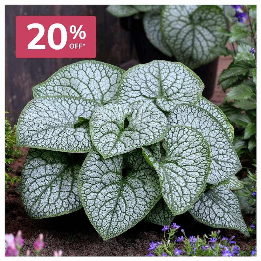 Brunnera Jack Of Diamonds