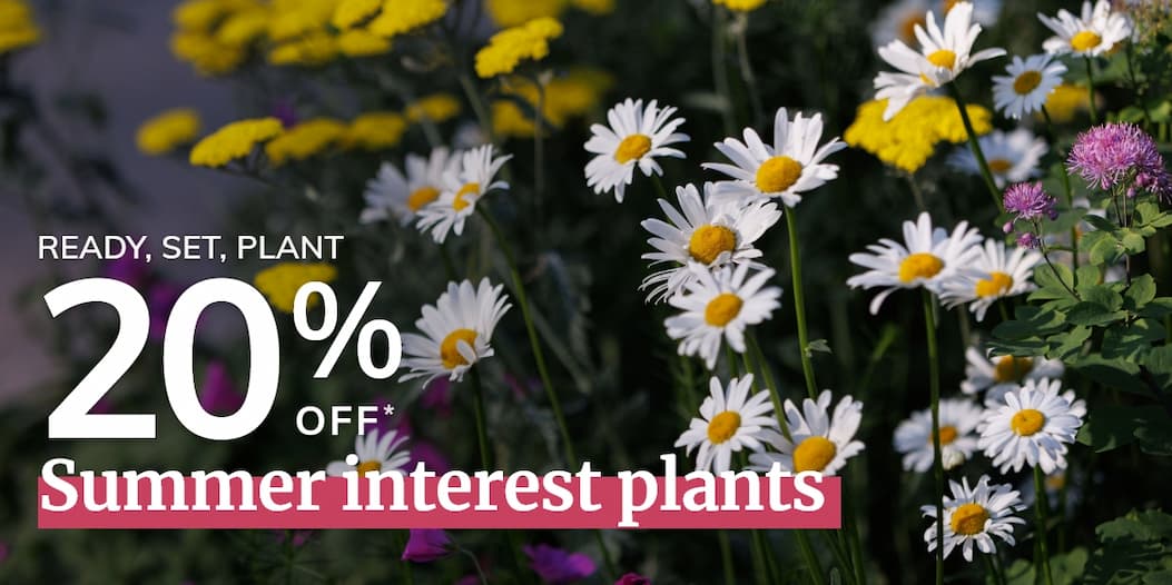 Summer interest plants 