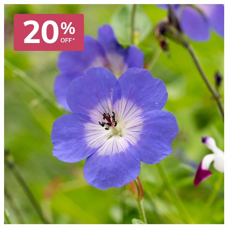 LONG FLOWERING  Geranium Rozanne