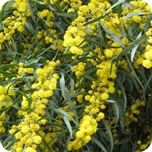 Mimosa des 4 saisons
