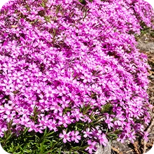3 Phlox mousse rose pâle