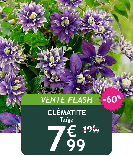 La clématite Taïga est à -60% de remise !