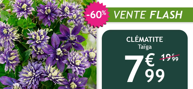 La clématite Taïga est à -60% soit 7,99€
