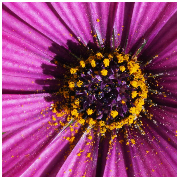 When Is Hay Fever Season?