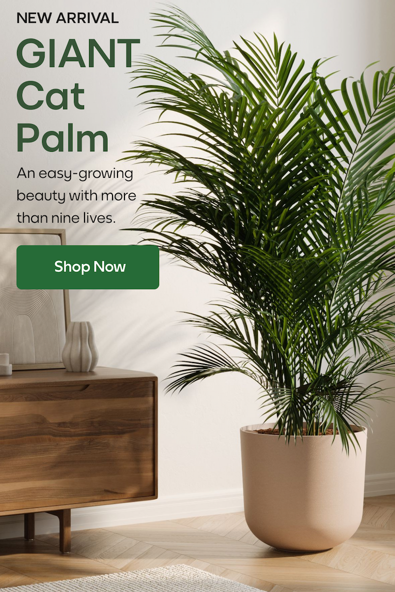 GIANT Cat Palm