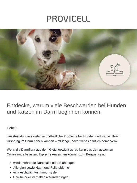 80 % des Immunsystems sitzen im Darm – das solltest du wissen