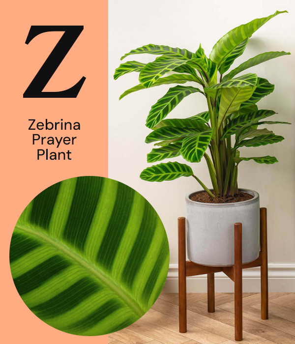 Zebrina Prayer Plant