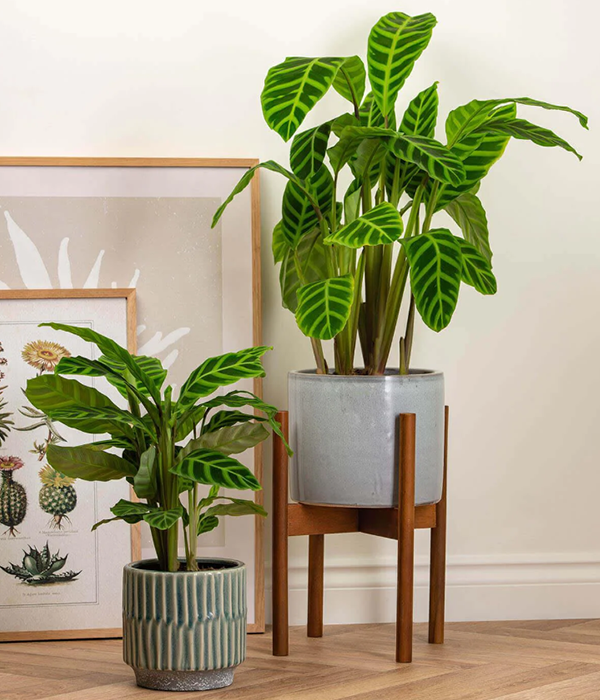 Zebrina Prayer Plant