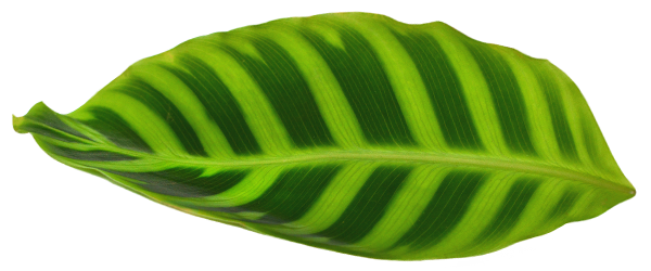 Zebrina Prayer Plant