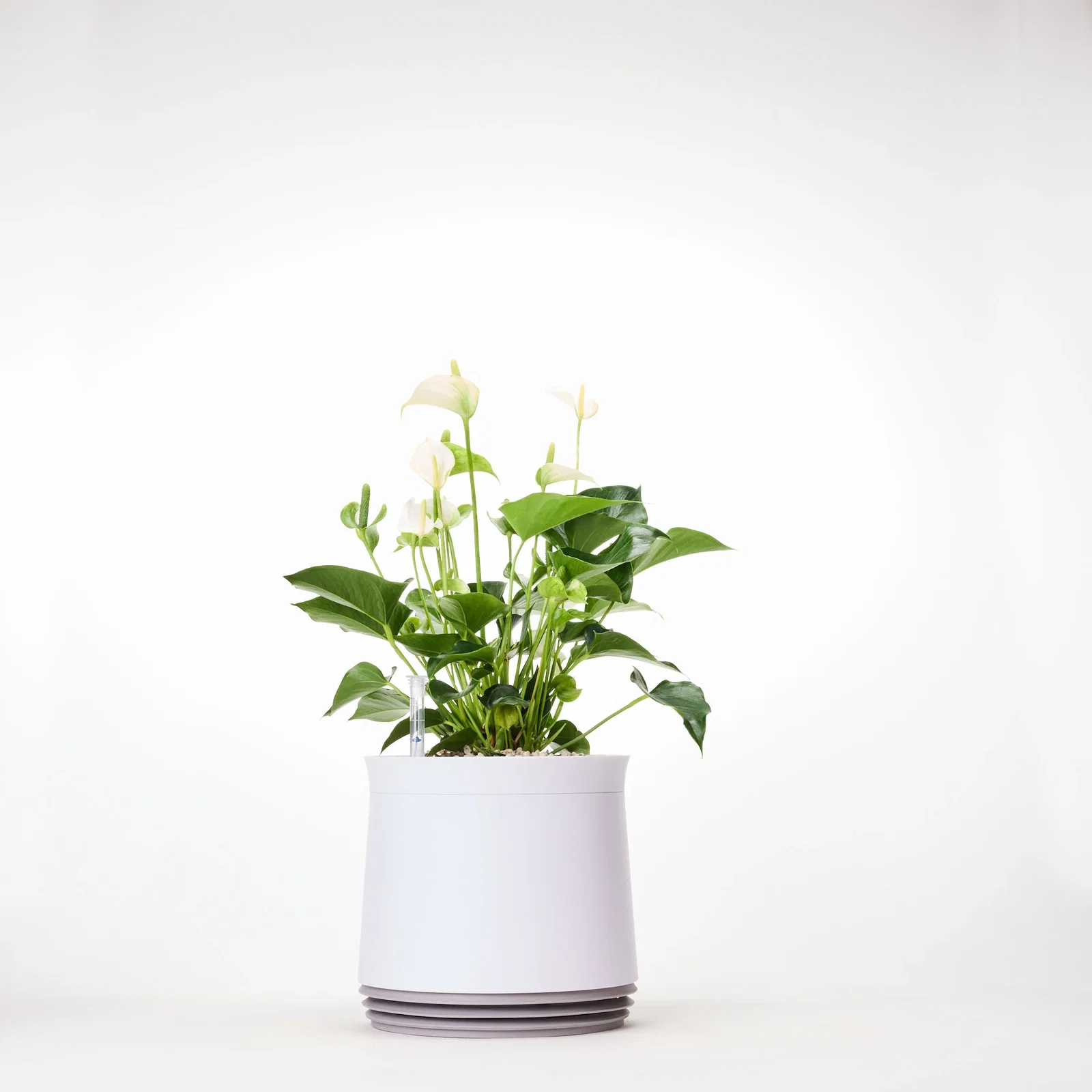 Image of AIRY System M Flamingoblume Anthurie creme
