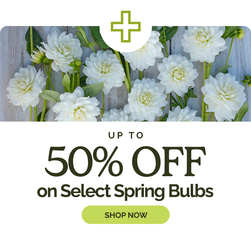 + Up to 50% Off on Select Spring Bulbs